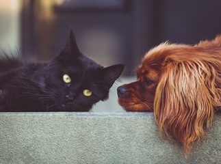 assurance animaux